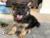 Dutch Shepherd X Deutscher Sch�ferhund