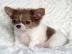 Super s��e MINI chihuahua welpen mit Pap