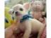 Mini Chihuahua zu verkaufen