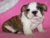 Phantastische englische Bulldogge (bulld