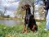 Dobermann - Welpen mit FCI Papiere