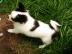 Chihuahua Welpe R�de VDH/ FCI