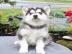 Diese s��en Pomsky-Welpen