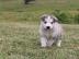 Alaskan Malamute Welpen. 