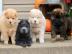 Erh?ltlich Chow Chow Welpen 4 Jungs und