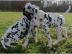 Dalmatiner-Welpen, 1 R�de und 2 H�ndinne