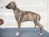 Whippet Hobbyzucht Valentine Dogs 3 Welp