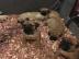 Adorable Bullmastiff Welpen zu verkaufen