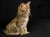 Savannah K�tzchen Super s��e