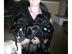 wundersch�ne Mini Mops Welpen