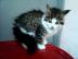 sehr sch�ne   maine coon!