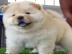 CHOW-CHOW-WELPEN MIT PAPIERE  Chow-chow