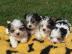 reinrassige Biewer Yorkshire Terrier a l