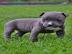 Spezielle kleine Pitbull Welpen
