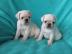 Mops Wei�