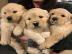 Atemberaubende Golden Retriever Welpen f