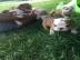 Super s��e Englische Bulldogge Welpen. 