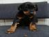 Dobermann Welpen