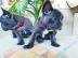 Sch?ne franz?sische Bulldogge Welpen