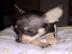 4 s��e Langhaar - Chihuahua Welpen suche