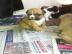 Welpen der franz?sischen Bulldogge WHATS