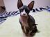 Kanadische Sphynx-K�tzchen zur Adoption