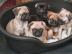 m�nnliche und weibliche Mops-Welpen