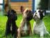 Top-Qualit�t Franz�sisch Bulldogge Welpe