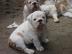 Reinrassige Englische Bulldogge - 12 Woc