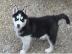 Siberian Husky Welpen