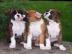Boxerwelpen mit Papiere