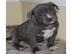 American Pit Bull Welpen Blueline