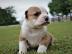 english bulldog puppy