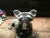 Reinrassige franz?sisch Bulldogge Welpen