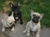 Super s��e Franz�sische Bulldogge Welpen