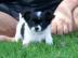 Chihuahua Welpen