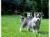 reinrassige Siberian Husky Welpen