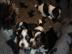 AKC registriert sch�ne Biewer Yorkshire