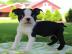 Boston-Terrier Welpen mit Papiere