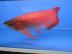 AROWANA FISCH zu verkaufen