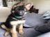 Qualit�tssch�ferhundwelpen