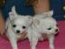 M�nnchen und Weibchen Chihuahua Welpen f