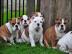 6 englische Bulldogge Welpen - 200 �