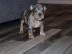 PITBULL/AMERICAN STAFFORDSHIRE TERRIER