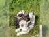 Liebevolles Franz?sische Bulldogge Welpe