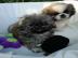 S�sse reinrassige Shih-Tzu welpen