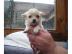 Reinrassige Mini Chihuahua