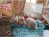 Dogo Argentino Welpen zuverkaufen