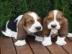 Basset Hound Welpen