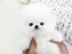 Pomeranian Mini-Spitz (m�nnlich und weib